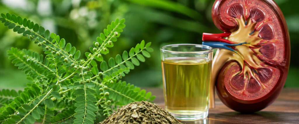 Diuretic regulation with Phyllanthus niruri